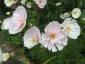 Cosmos bipinnatus 'Cupcakes Blush' - small image 1