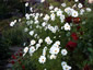Cosmos bipinnatus 'Purity' - small image 1