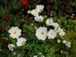Cosmos bipinnatus 'Sonata' - small image 1