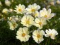 Cosmos bipinnatus 'Xanthos' - small image 1