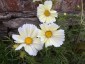 Cosmos bipinnatus 'Yellow Garden' - small image 1