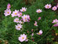 Cosmos peucedanifolius - small image 1