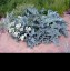 Crambe maritima - small image 1