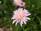 Crepis incana - small image 1
