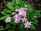 Crepis rubra - small image 1