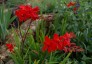 Crocosmia 'Hellfire' - small image 1