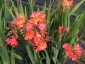 Crocosmia 'Limpopo' - small image 1