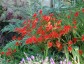 Crocosmia 'Lucifer' - small image 1