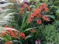 Crocosmia paniculata ex 'Cally Sword' - small image 1