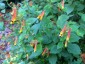 Cuphea cyanea - small image 1