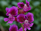 Cuphea viscossisima - small image 1
