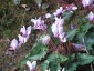Cyclamen hederifolium AGM - small image 1