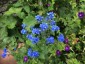 Cynoglossum amabile AGM - small image 1
