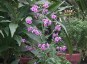 Cynoglossum amabile 'Mystery Rose' AGM - small image 1