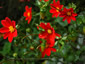 Dahlia coccinea - small image 1