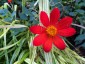 Dahlia coccinea var. palmeri - small image 1
