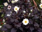 Dahlia ex 'Twynings After Eight' - small image 1