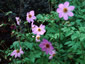 Dahlia merckii - small image 1