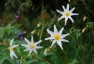 Dahlia merckii alba - small image 1