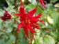 Dahlia 'Ragged Robin' - small image 1