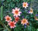 Dahlia 'Totally Tangerine' - small image 1