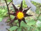 Dahlia 'Verrone's Obsidian' - small image 1