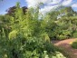 Datisca cannabina - small image 1