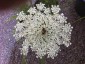 Daucus carota - small image 1