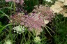 Daucus carota 'Dara' - small image 1