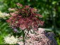 Daucus carota 'Dara Dark Red' - small image 1