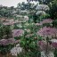 Daucus carota 'Purple Kisses' - small image 1