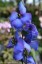 Delphinium elatum - small image 1