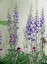Delphinium exaltatum - small image 1