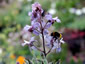 Delphinium requienii - small image 1