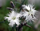 Dianthus arenarius nanus 'Little Maiden' - small image 1