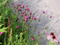 Dianthus carthusianorum - small image 1