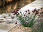 Dianthus cruentus - small image 1