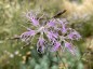 Dianthus superbus - small image 1