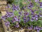 Diascia 'Blue Bonnet' - small image 1