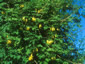 Dicentra scandens - small image 1