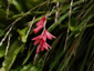 Dierama igneum - small image 1