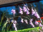 Dierama pulcherrimum - small image 1