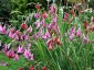 Dierama pulcherrimum mixed - small image 1