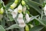 Digitalis heywoodii 'Silver Fox' - small image 1