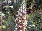 Digitalis lanata - small image 1