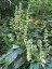 Digitalis lutea AGM - small image 1
