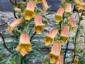 Digitalis obscura AGM - small image 1