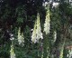 Digitalis purpurea 'Alba' - small image 1