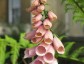 Digitalis purpurea 'Suttons Apricot' - small image 1