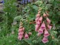 Digitalis x mertonensis AGM - small image 1